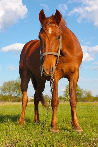 Pastoreio a cavalo em campo verde — Fotografia de Stock