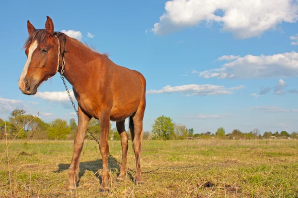 Stock image Horse grazing in green field