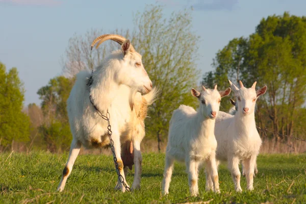 Funny kid goats — Zdjęcie stockowe