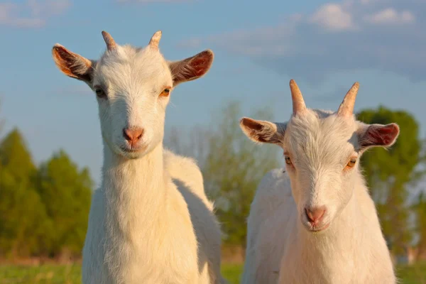 Funny kid goats — Stock Photo, Image