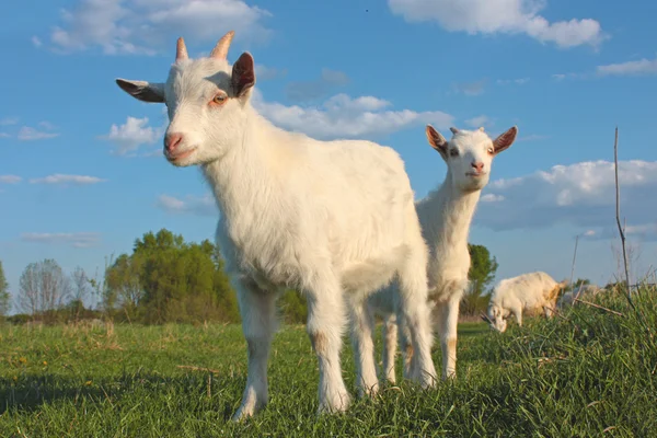 Funny kid goats — Zdjęcie stockowe