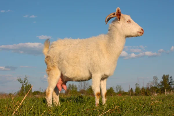 Смешные козы — стоковое фото