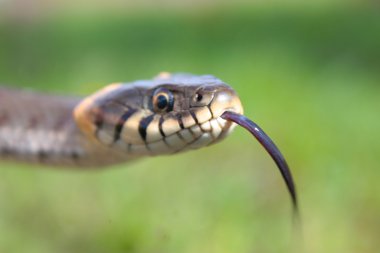 Funny grass snake clipart