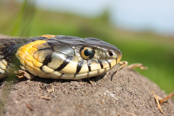 Serpiente de hierba divertida — Foto de Stock