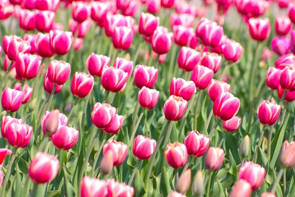 Lots of pink tulips — Stock Photo, Image