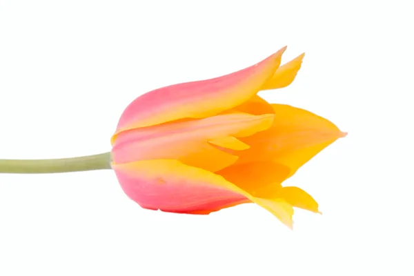 Yellow tulip Stock Image