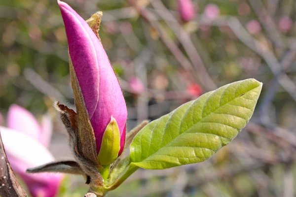 Blommande magnolia träd — Stockfoto