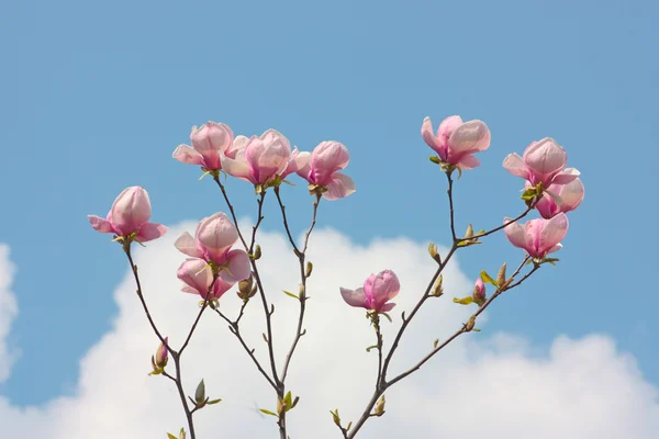 Floración de árboles de magnolia —  Fotos de Stock