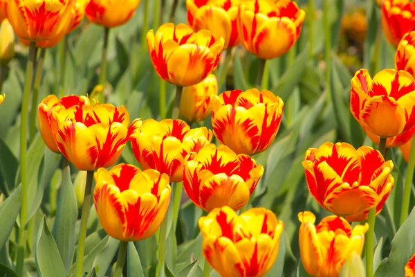 Sok narancs tulipán — Stock Fotó