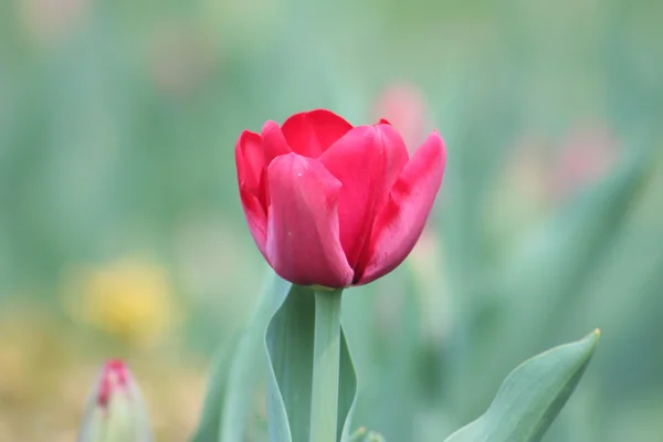 Muitas tulipas rosa — Fotografia de Stock