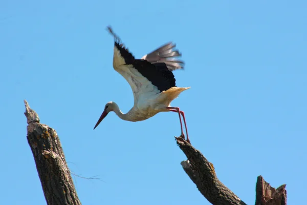 Beautiful white stork — Stock Photo, Image