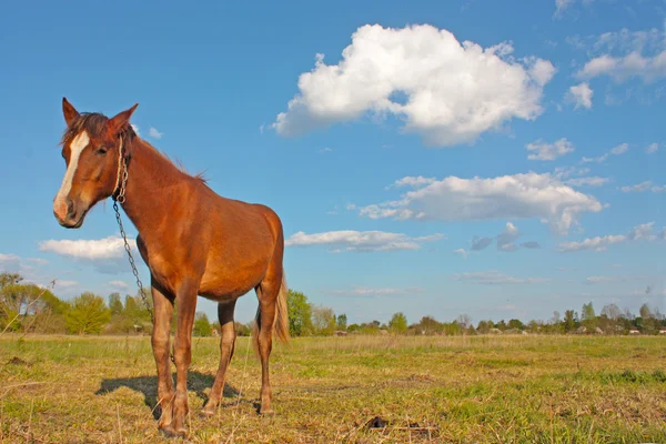 Pferd weidet auf der grünen Wiese — Stockfoto