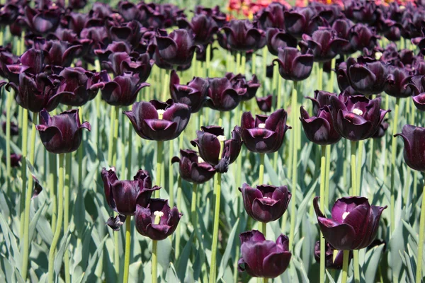 Kolorowe ciemne fioletowe tulipany — Zdjęcie stockowe