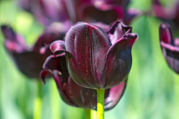 Цветные темно-фиолетовые тюльпаны — стоковое фото