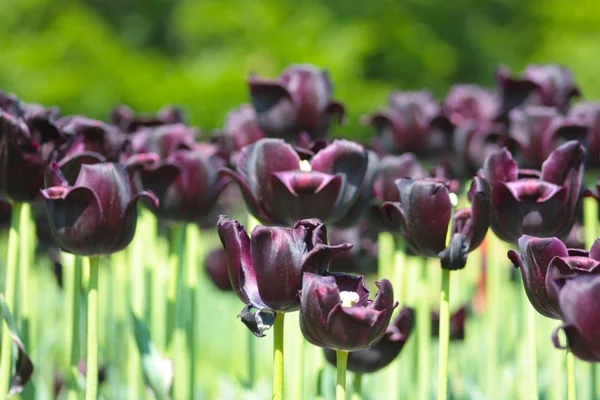 Цветные темно-фиолетовые тюльпаны — стоковое фото