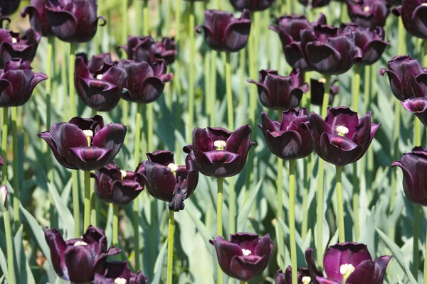 Colored dark purple tulips — Stock Photo, Image
