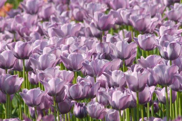 Purple Tulips — Stock Photo, Image