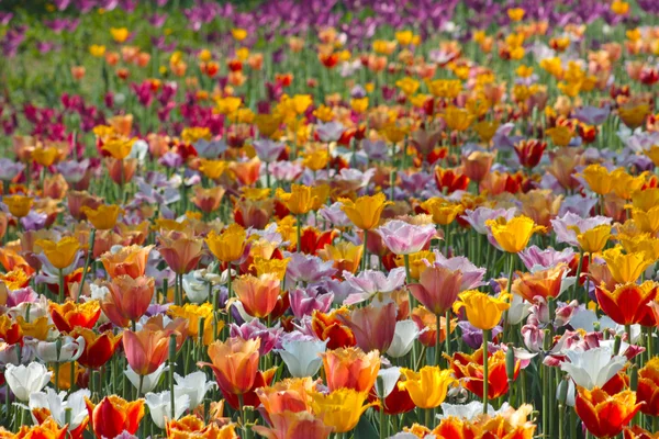 Champ de tulipes — Photo