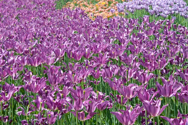 Purple Tulips — Stock Photo, Image