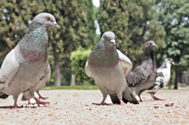 Many pigeons clipart