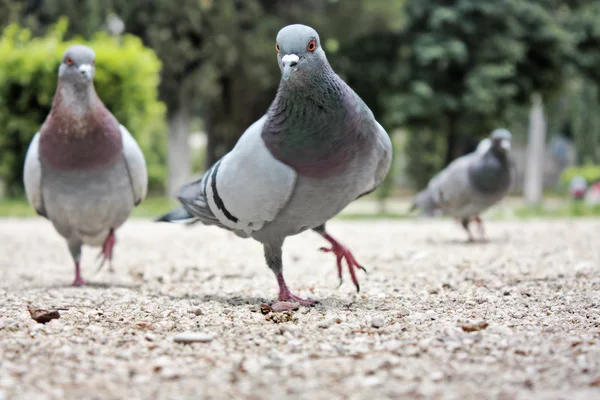 stock image Many pigeons