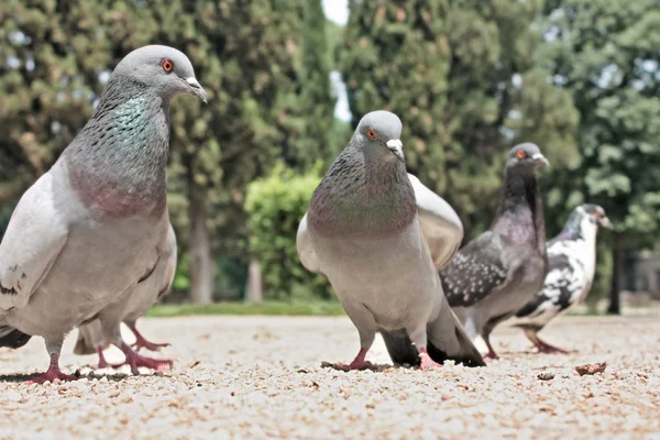 stock image Many pigeons