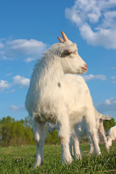 Funny kid goat — Stock Photo, Image
