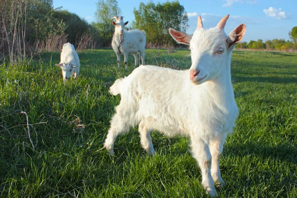 Funny kid goat — Stock Photo, Image