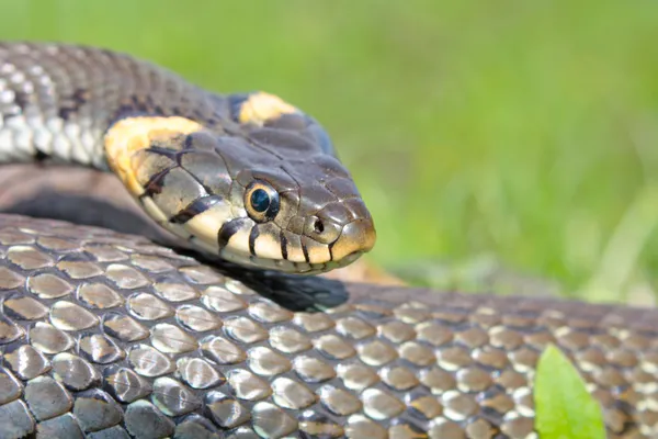 Funny grass snake — Stock Photo, Image