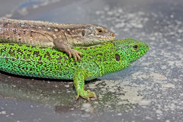 Зеленая и серая ящерица — стоковое фото