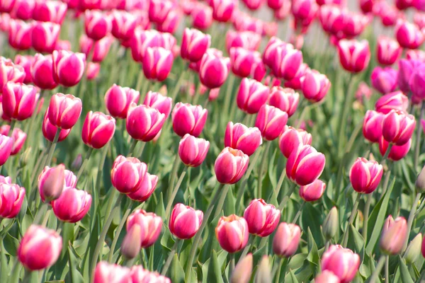 Lots of pink tulips — Stock Photo, Image