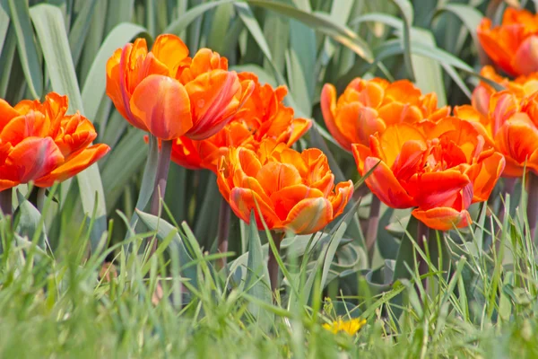 Viele orangefarbene Tulpen — Stockfoto