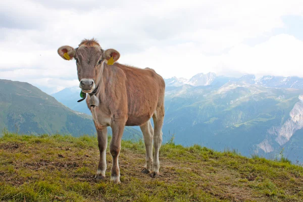Krowa w górach — Zdjęcie stockowe