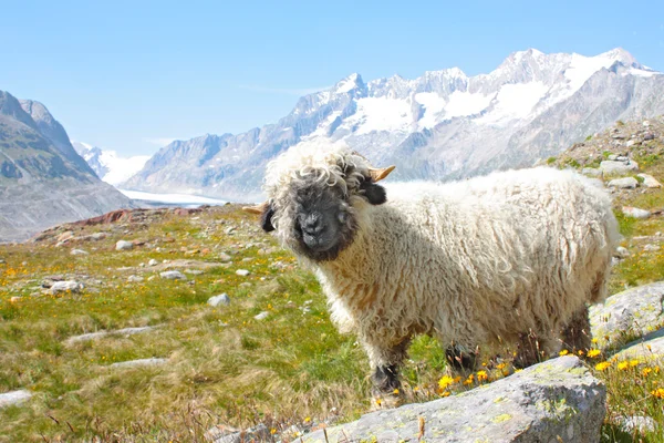 アルプスの羊 — ストック写真