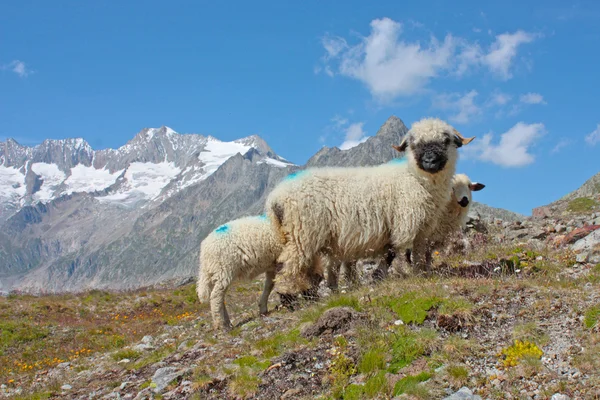 Alpler koyun — Stok fotoğraf