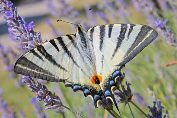 Tiger Swallowtail butterfly — Stock Photo, Image