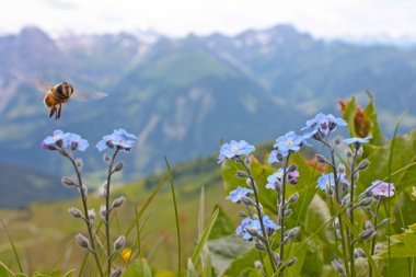 Alpler üzerinden küçük mavi çiçekler