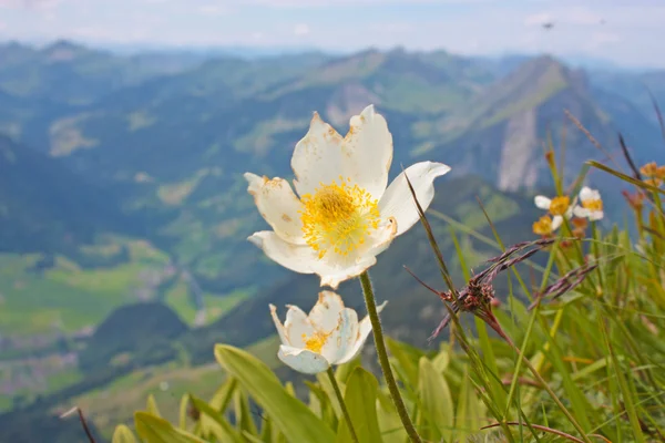 Beautiful white flowers from Alps — Stock Photo, Image