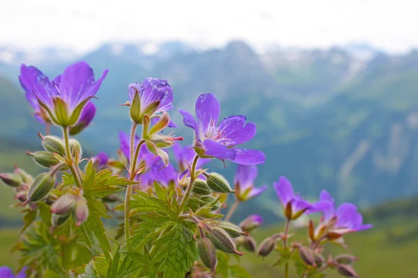 Małe fioletowe kwiatki z Alp — Zdjęcie stockowe