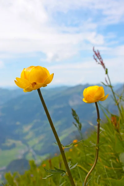 Flores amarelas de Alpes — Fotografia de Stock