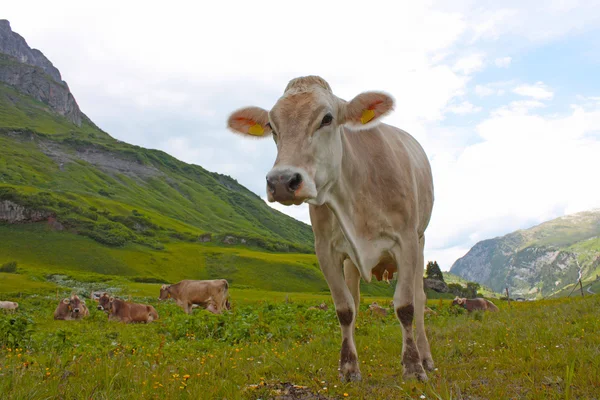 Vacca austriaca al pascolo in un prato alpino — Foto Stock