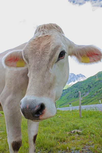 Rakouská kráva pasoucí se alpské louce — Stock fotografie