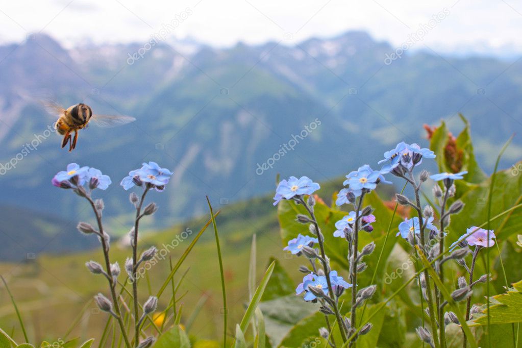 Small blue flowers from Alps