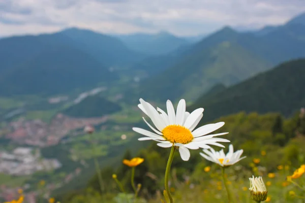 Beautiful camomile in Alps — Stock Photo, Image