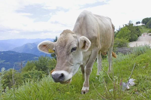 Vaca nas montanhas — Fotografia de Stock
