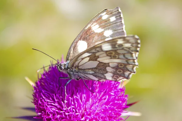 Melanargia galathea motýl — Stock fotografie