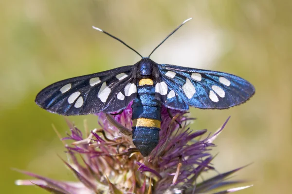Melanargia galathea mariposa — Foto de Stock