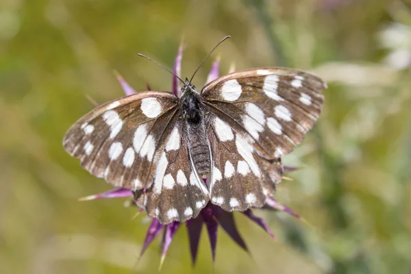 Melanargia galathea borboleta — Fotografia de Stock