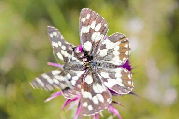 Melanargia galathea farfalla — Foto Stock