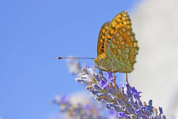 Monarch, op de paarse bloem — Stockfoto